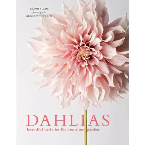 Dahlias