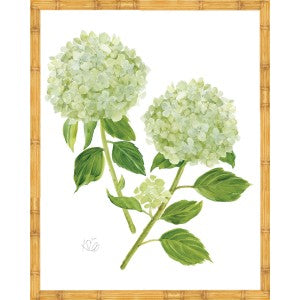 Sherrill Hydrangea Blooms 9-11