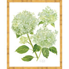 Sherrill Hydrangea Blooms 9-11