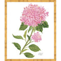 Sherrill Hydrangea Blooms 6-8