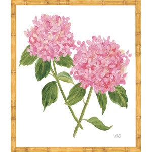 Sherrill Hydrangea Blooms 6-8