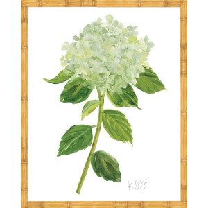 Sherrill Hydrangea Blooms 9-11