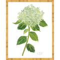 Sherrill Hydrangea Blooms 9-11
