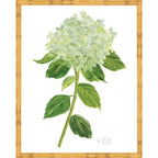 Sherrill Hydrangea Blooms 9-11
