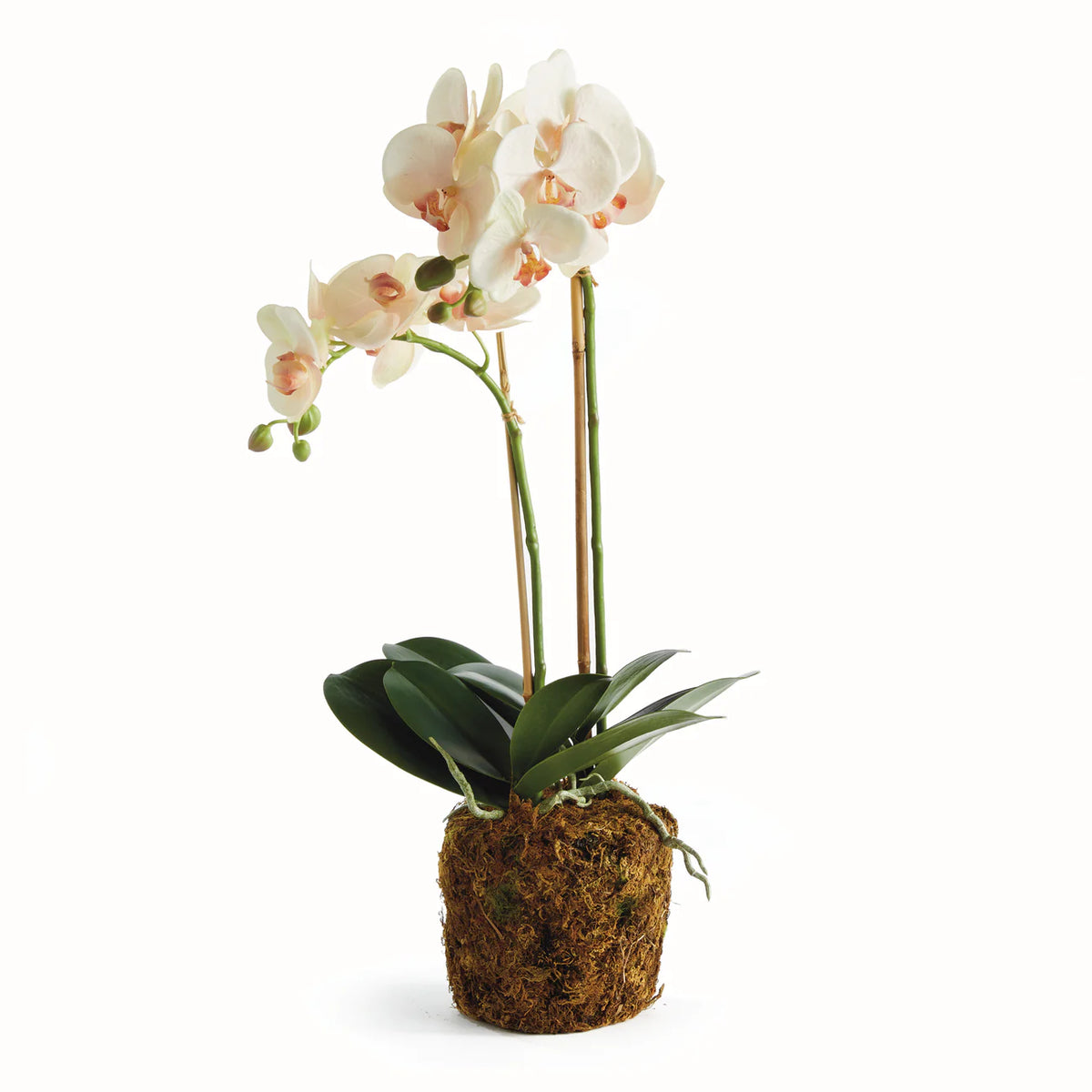 Phalaenopsis Orchid Drop-In