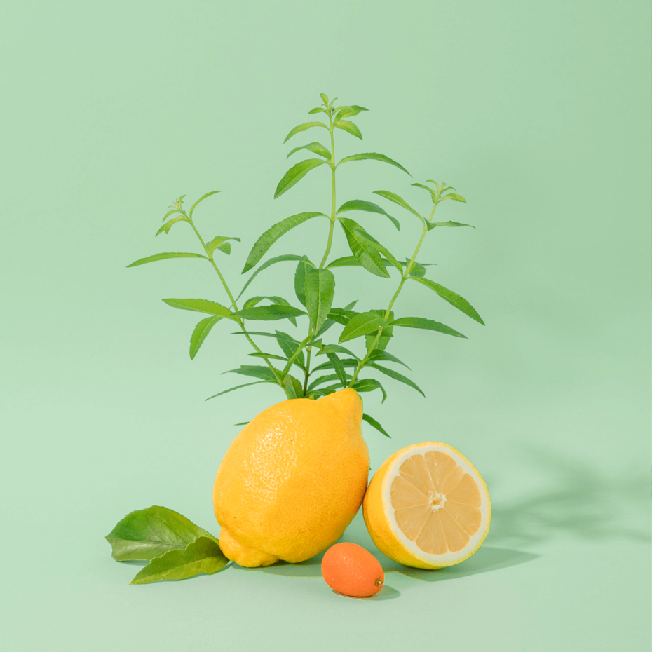 Fresh Verbena Hand & Body Lotion in Glass Pump